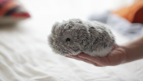 Moflin - a robot pet